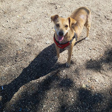 Dyker Beach Dog Run