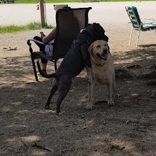 Dyker Beach Dog Run