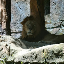 Taman Safari Indonesia Bogor