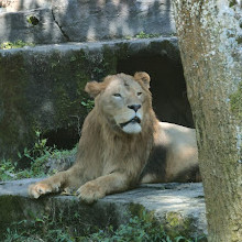 Taman Safari Indonesia Bogor