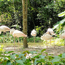 Taman Safari Indonesia Bogor