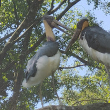 Taman Safari Indonesia Bogor