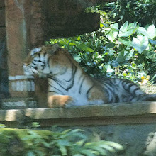 Taman Safari Indonesia Bogor