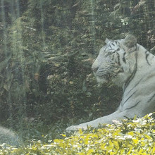 Taman Safari Indonesia Bogor