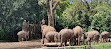 Taman Safari Indonesia Bogor