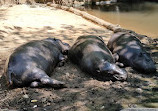 Taman Safari Indonesia Bogor