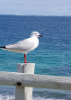 Seabird Tavern & Caravan Park