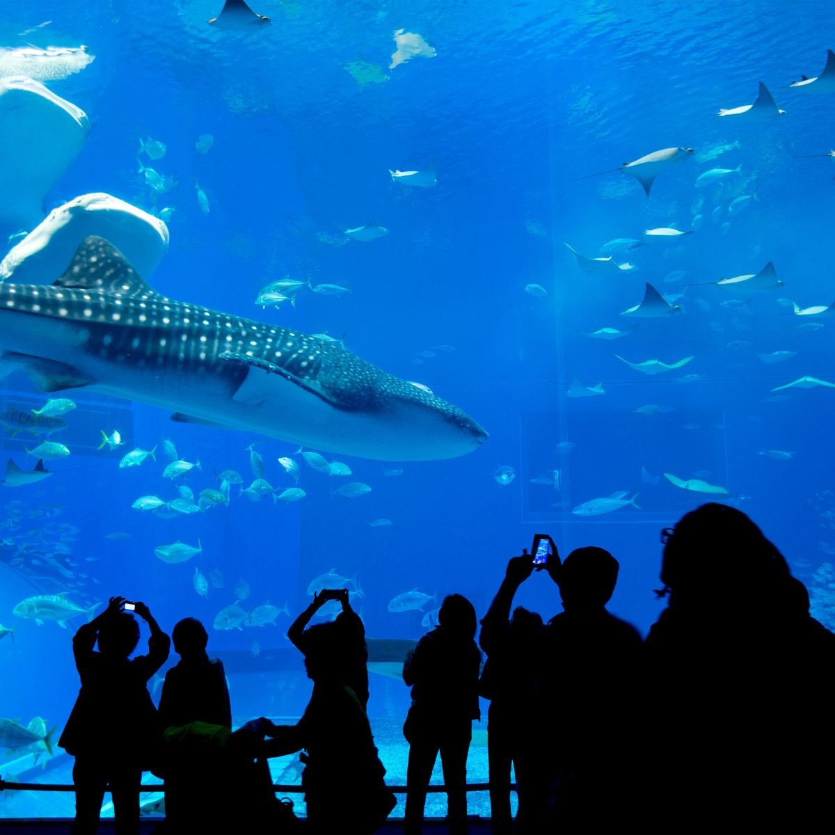 What is the dress code for Dubai Aquarium? Local Guides World