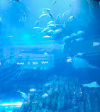 Dubai Aquarium & Underwater Zoo