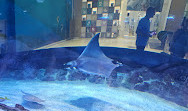 Dubai Aquarium & Underwater Zoo