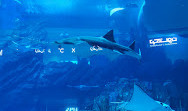 Dubai Aquarium & Underwater Zoo