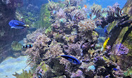 Dubai Aquarium & Underwater Zoo