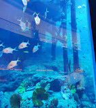 Aquarium et zoo sous-marin de Dubaï