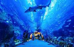 Dubai Aquarium en onderwaterdierentuin