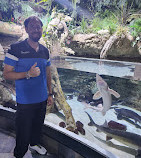 Aquário de Dubai e Zoológico Subaquático