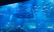 Dubai Aquarium & Underwater Zoo