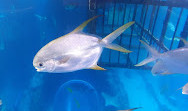 Dubai Aquarium & Underwater Zoo