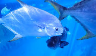 Dubai Aquarium & Underwater Zoo