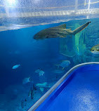 Aquarium et zoo sous-marin de Dubaï