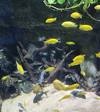 Aquário de Dubai e Zoológico Subaquático