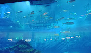 Dubai Aquarium & Underwater Zoo