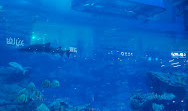 Dubai Aquarium & Underwater Zoo