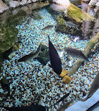 Dubai Aquarium & Underwater Zoo