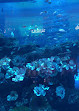 Dubai Aquarium & Underwater Zoo