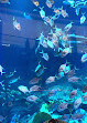 Dubai Aquarium & Underwater Zoo