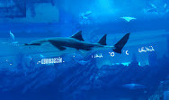 Dubai Aquarium & Underwater Zoo