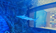 Dubai Aquarium & Underwater Zoo