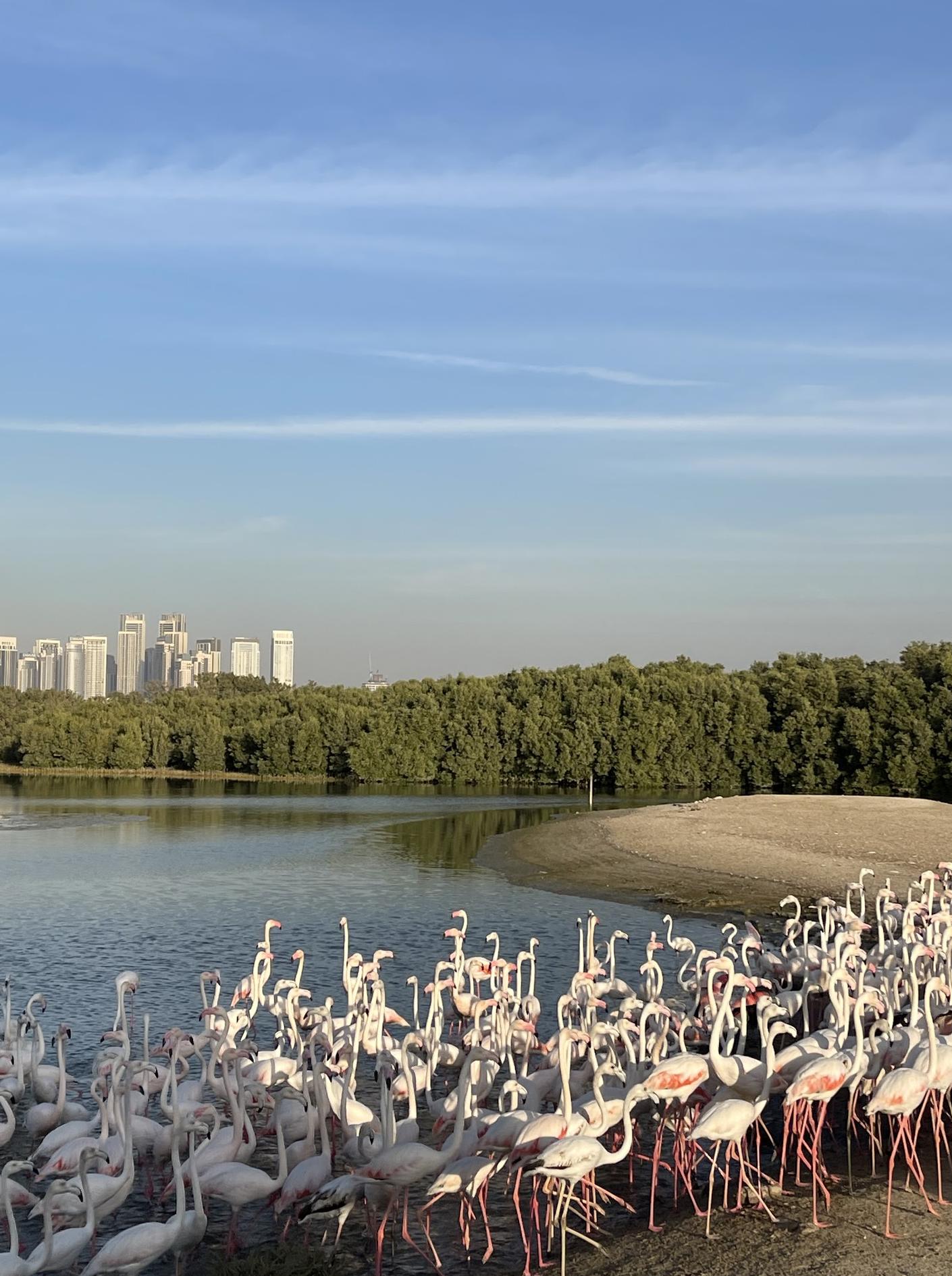 Ras Al Khor Wildlife Sanctuary