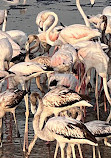 Ras Al Khor Wildlife Sanctuary