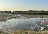 Ras Al Khor Wildlife Sanctuary