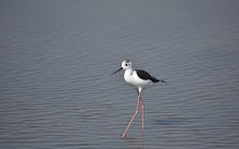 Ras Al Khor Wildlife Sanctuary