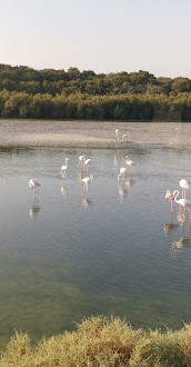 Ras Al Khor Wildlife Sanctuary