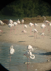 Ras Al Khor Wildlife Sanctuary