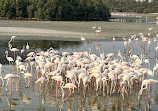 Ras Al Khor Wildlife Sanctuary