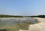 Ras Al Khor Wildlife Sanctuary