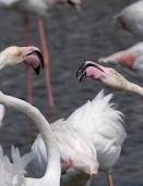 Ras Al Khor Wildlife Sanctuary