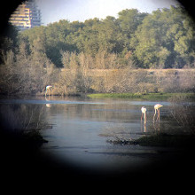 Ras Al Khor Wildlife Sanctuary