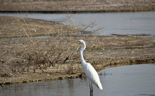 Ras Al Khor Wildlife Sanctuary