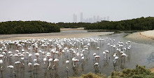 Ras Al Khor Wildlife Sanctuary