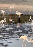 Ras Al Khor Wildlife Sanctuary