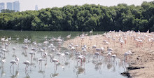 Ras Al Khor Wildlife Sanctuary