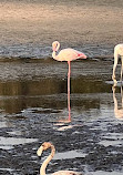 Ras Al Khor Wildlife Sanctuary