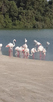 Ras Al Khor Wildlife Sanctuary