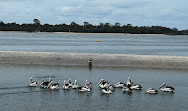 Pelican Feeding