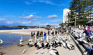 Pelican Feeding