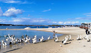 Pelican Feeding